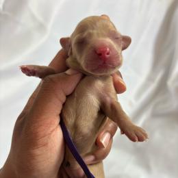 Shimmer - Cream female Dachshund puppy in Orem, Utah from Miekca’s Dachshunds