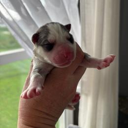 Girl 2 - Silver - Sable and white female Siberian Husky puppy in Independence, Wisconsin from Hito's Huskies