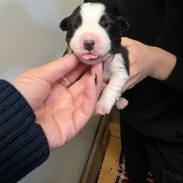 Willow - Black and white female Border Collie puppy in Ripley, Oklahoma from Adventure5 Border Collies