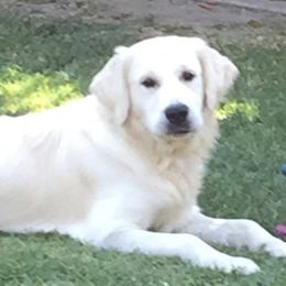 Golden Retrievers from Theadorable Sugar Babies
