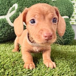 Rudolph the red nose, Weiner - Cream male Dachshund puppy in Orlando, Florida from Weiner Wunderland of Central Florida