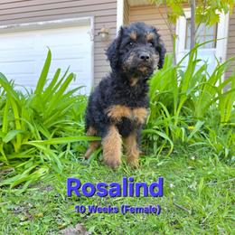 Rosalind - Black female Labradoodle puppy in Genoa City, Wisconsin from Sakura Pups
