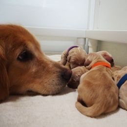 Golden Retriever Puppies from Huntleigh Goldens