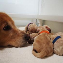 Golden Retriever Puppies from Huntleigh Goldens