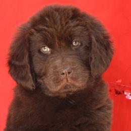 Newfoundland Puppies from Newfforu