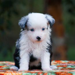 Panda - Blue merle female Miniature American Shepherd puppy in Chocowinity, North Carolina from Foxtail Hollow