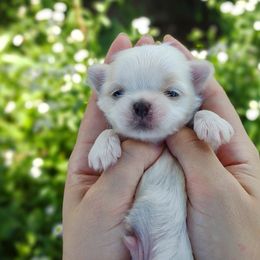Companion Cross, Havanese, Mal-Shi, Maltese, Maltipoo, Morkie, and Shih Tzu Puppies from Seeking Shalom Acres Maltese, Maltipoos & Havamalts