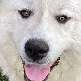 Bandit - Great Pyrenees