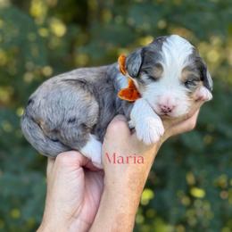 Maria FURNISHED - Blue merle female Bernedoodle puppy in Bellville, Ohio from Bernedoodle Buddies