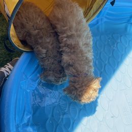 Goldendoodle Puppies from Ming’s Dynasty Doodles