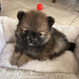 Bourbon - Chocolate sable male Pomeranian puppy in Raymondville, Missouri from Pampered Pomskies