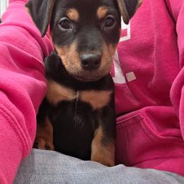 Charles Elmer - Black and tan male American Hunt Terrier puppy in Cave City, Arkansas from Bayou Valley Shepherds and American Hunt Terriers
