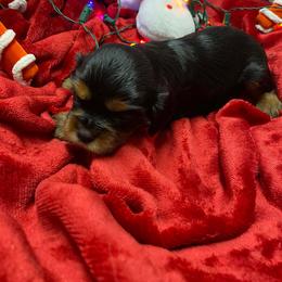 Alisa - Black and tan female Cavalier King Charles Spaniel puppy in Las Vegas, Nevada from Faybelle's Cavaliers