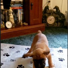 Boxer Puppies from Elevated Boxers