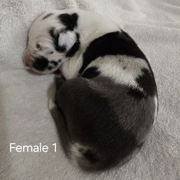 Female 1 - Harlequin female Great Dane puppy in Mayfield, New York from Sacandaga Danes