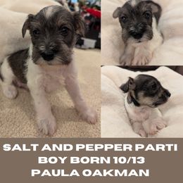 Miniature Schnauzer Puppies from Mississippi Mini Schnauzers