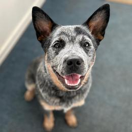 Nellie - Australian Cattle Dog