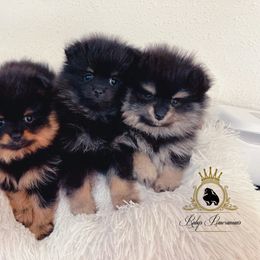 Boy 1 - Black and tan Pomeranian puppy in Yakima, Washington from Ruby’s Pomeranians