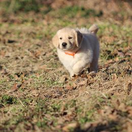 Golden Retriever Puppies from Golden Barnes Kennel