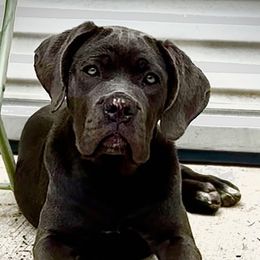 Eve - Gray female Cane Corso puppy in Conroe, Texas from Miracle City
