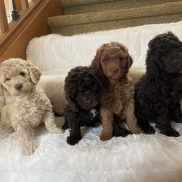 Australian Labradoodle Puppies from Rainier Labradoodles