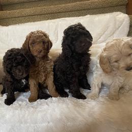 Australian Labradoodle Puppies from Rainier Labradoodles