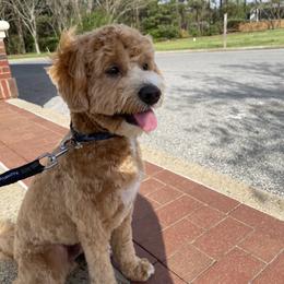 Bernedoodle and Goldendoodle All Grown Up from Allie's Southern Doodles