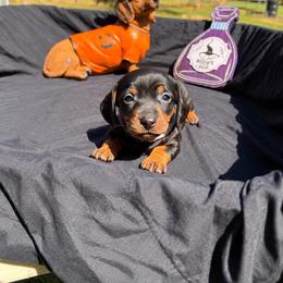 Nani AKC - curly tail - 2800 - Black and tan female Dachshund puppy in Indian Trail, North Carolina from Hilda’s Teenie Weenies