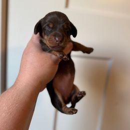 Pumpkin - Chocolate and tan female Dachshund puppy in Lebanon, Tennessee from Thomas Homestead and Rabbitry