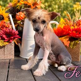 Fern - Black white and tan female Chinese Crested puppy in Crook, Colorado from Colorado Cresteds