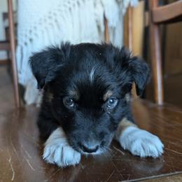 Australian Shepherd Puppies from Blosenski Aussies
