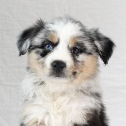 Miniature Australian Shepherds from Chestnut's Puppies