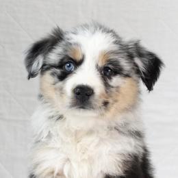 Miniature Australian Shepherds from Chestnut's Puppies