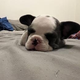 French Bulldog and Yorkshire Terrier Puppies from Taste Of Flavor LLC