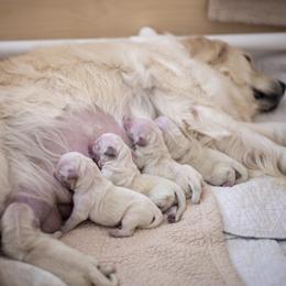 Boy 3 - Light golden male Golden Retriever puppy in Kingwood, Texas from Faded Ash Goldens