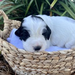 Paris - Black and white female English Springer Spaniel puppy in Swainsboro, Georgia from Sweet Georgia Springers