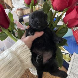 Girl 1 - Black female Scottish Terrier puppy in Fenton, Michigan from Carnes Croft Scotties