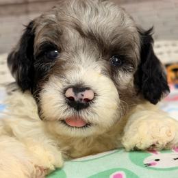 Aspen - Blue merle male Aussiedoodle puppy in Dickerson, Maryland from Pawsome Aussie Doodles and Oodles