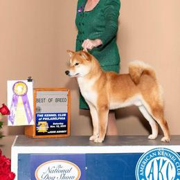 BURN - Shiba Inu