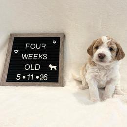 Peach - Yellow and white female Bernedoodle puppy in Sparrows Point, Maryland from Rosie’s Puppies