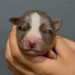 Nugget - Blue merle male Miniature Australian Shepherd puppy in North Lakeport, California from Wild Rose Ranch