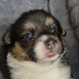 BB Girl 1 - Black and tan female Pembroke Welsh Corgi puppy in Dickinson, Texas from Gulf Coast Corgis