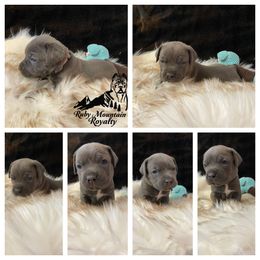 Cane Corso Puppies from Ruby Mountain Royalty