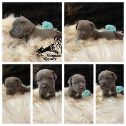 Cane Corso Puppies from Ruby Mountain Royalty