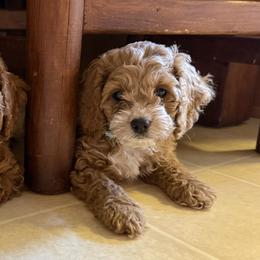 Cavapoos, Cockapoos, and Goldendoodles from Southern Country Doodles