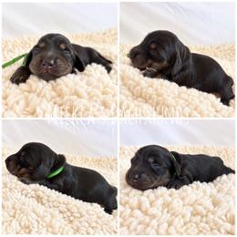 Ridge - Black and tan male Dachshund puppy in Orem, Utah from Miekca’s Dachshunds