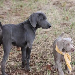 Weimaraner Puppies from Rafter V Weimaraners
