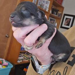 Raven (2500 limited AKC) - Black and cream female Dachshund puppy in Eldon, Missouri from Pure Joy Dachshunds