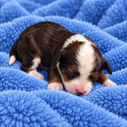 Denver - Sable male Bernedoodle puppy in Milton, Florida from Sutton Place Doodles