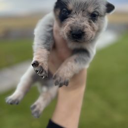 Tardi - Blue speckled female Australian Cattle Dog puppy in Ellensburg, Washington from Boondock Bandits
